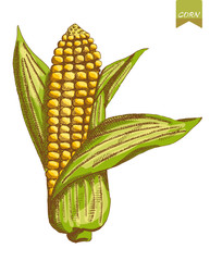 Corn colors