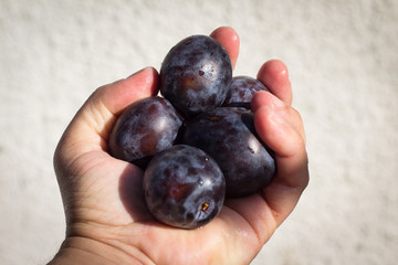 Hand holding five plums