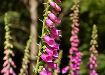 grouping of pink foxglove flowers
