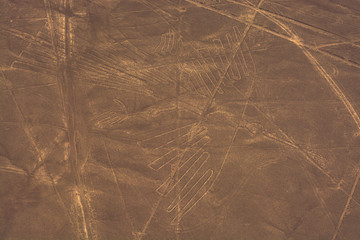 Condor, Nazca lines, Peru