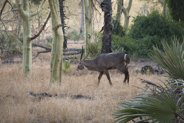 A waterbuck in a forest of fever trees in the National Park Gorongosa in the center of Mozambique
