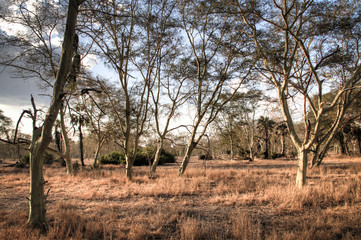 A forest of fever trees in the National Park Gorongosa in the center of Mozambique
