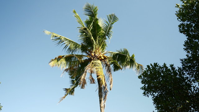 Bottom view of a coconut tree blowing in the wind