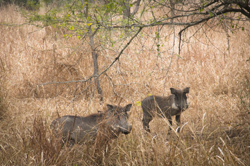 Warthogs on the savanna of the National Park Gorongosa in the center of Mozambique

