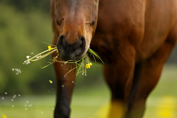 Obraz premium Usta konia jedzą