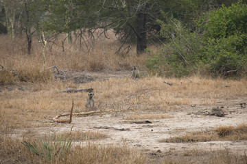 Baboons on the savanna of the National Park Gorongosa in the center of Mozambique
