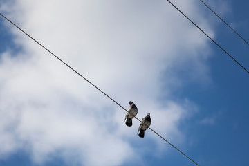 birds sitting on power lines