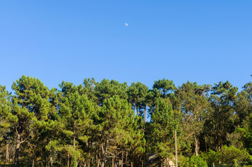 moon over trees