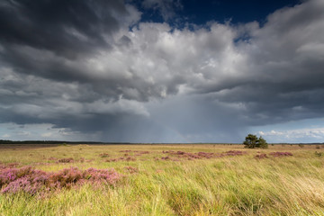 Obraz na płótnie Canvas storm clouds over marsh with flowering heather