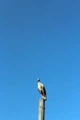 stork standing on the telegraph-pole