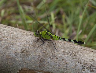 Big green bug