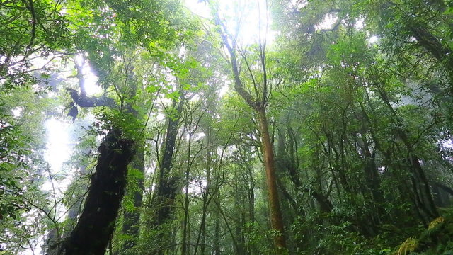 Rain forest with moss in natural park