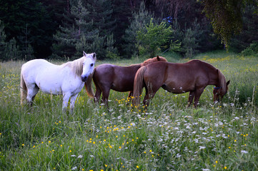 The Three Horses