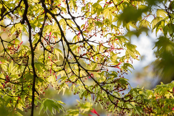 Obraz premium Ast im Gegenlicht