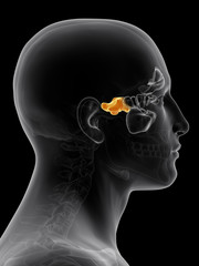 medically accurate illustration of the sphenoid sinus