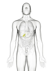 Fototapeta premium medically accurate illustration of the gallbladder