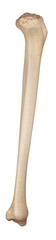 medically accurate illustration of the tibia