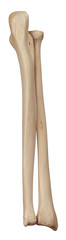 medically accurate illustration of the lower arm bones