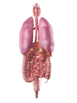 medically accurate illustration of the human organs