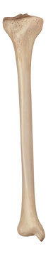 medically accurate illustration of the tibia