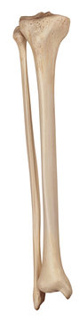 medically accurate illustration of the lower leg bones