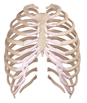 medically accurate illustration of the thorax