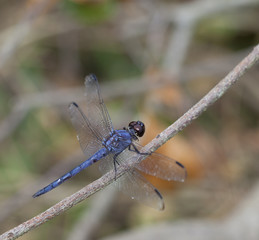 Blue dragonfly