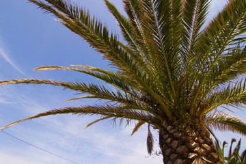 Awesome and very colorful palm tree in Barcelona (Spain)