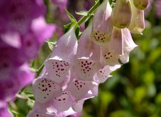 white foxglove on stem © Rionegro