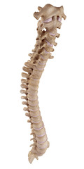 medically accurate illustration of the human spine