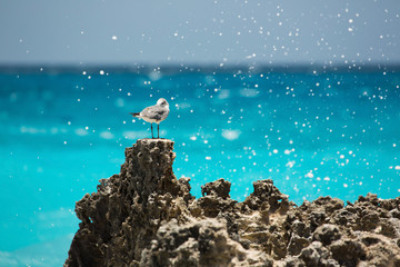 Naklejka premium Seagull in Cancun