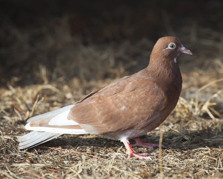 Brown pigeon
