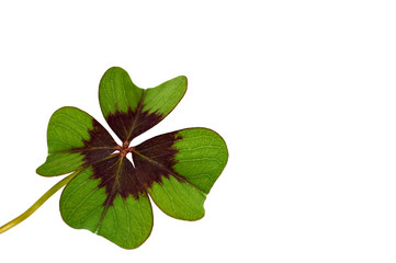  Shamrock isolated on white background. Four-leaf clover isolated on white background