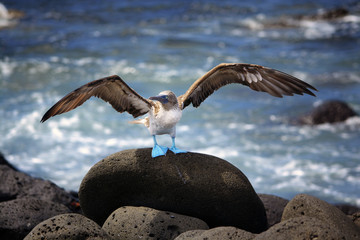 Blue footed booby, Galapagos, Ecuador