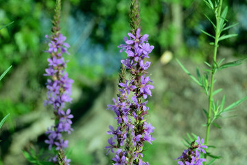 Obraz premium Lavender Flowers in Bloom