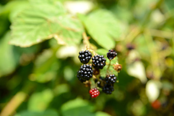 Brombeeren
