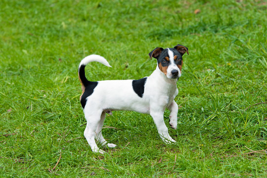 
Jack Russell Terrier stands. The Jack Russell Terrier is on the grass in the park.
