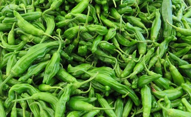 Fresh green Shishito hot peppers used for cooking spicy recipes