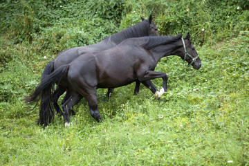 Two black horses outside in nature climb hill up