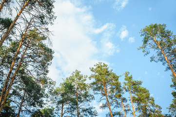 view of pine trees from below