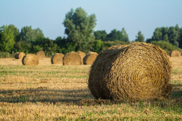 Fototapeta premium Round bail of hay in a field.