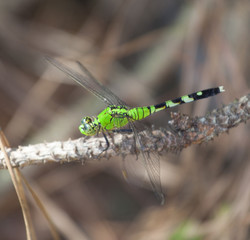Green dragonfly