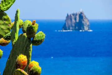 Prickly pears in the island of Stromboli