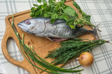 Рыбы Таиланда - тунец