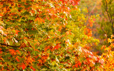 Fall trees yellow orange leaves nature background