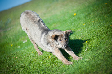 Obraz premium dog on the grass