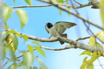 White-breasted Woodswallow (Artamus leucorhynchus) in Borneo
