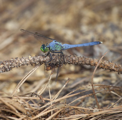 Blue dragonfly