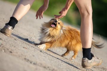 Hund spielt auf Feldweg