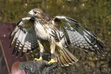 Falke mit ausgebreiteten Flügeln